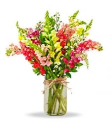 Super Snapdragons in Mason Jar